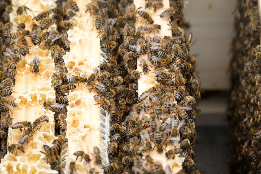 Wabenzellen der Bienen bei WESSLING