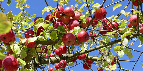 Organische Äpfel im Baum